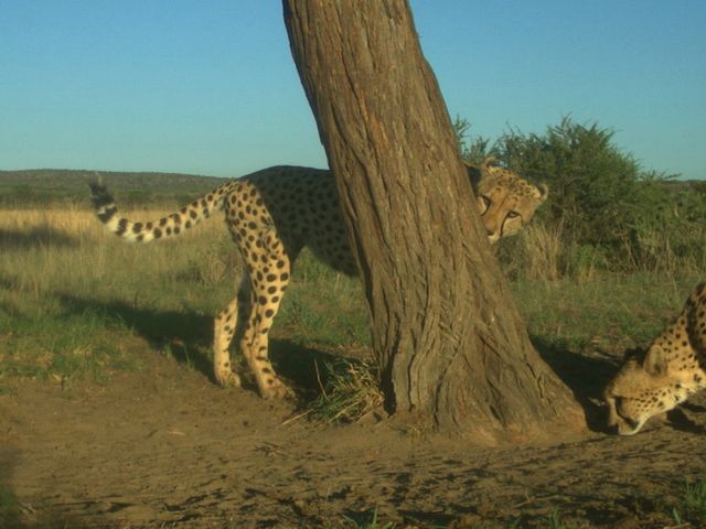 Cheetahs marking a tree