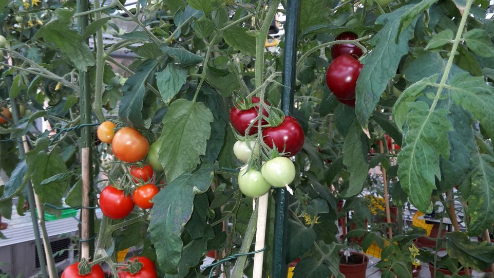 Tomato bush with red, purple and unripe tomatoes.