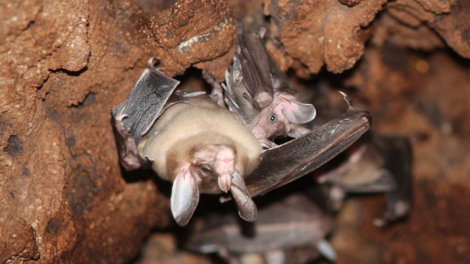 zwei Fledermäuse hängen in einer Höhle von der Decke