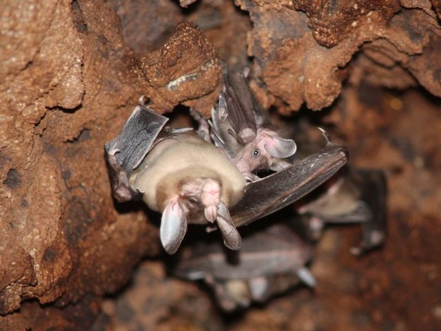 zwei Fledermäuse hängen in einer Höhle von der Decke