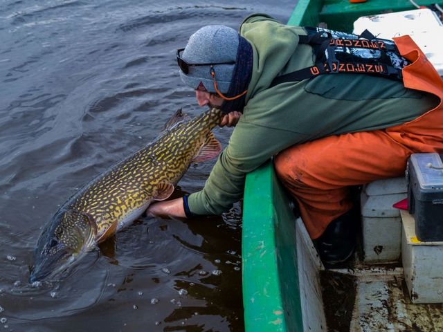 Angler in einem Boot setzt großen Fisch zurück ins Wasser.