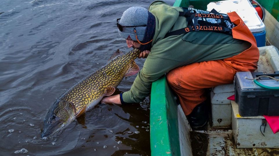 Ein großer Hecht wird von einem Angler vorsichtig zurückgesetzt. Angler in einem Boot setzt großen Fisch zurück ins Wasser.