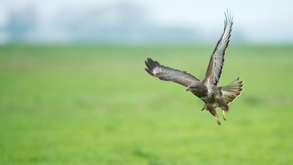 Mäusebussard im Flug