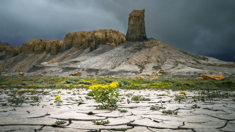 Ausgetrockneter Boden mit gelben Blumen