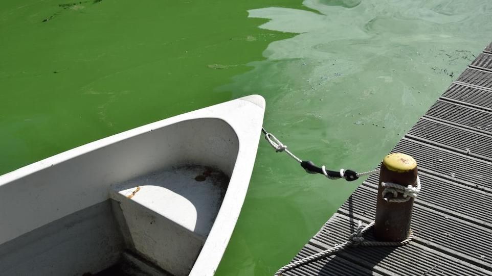 Green appearing lake in summer