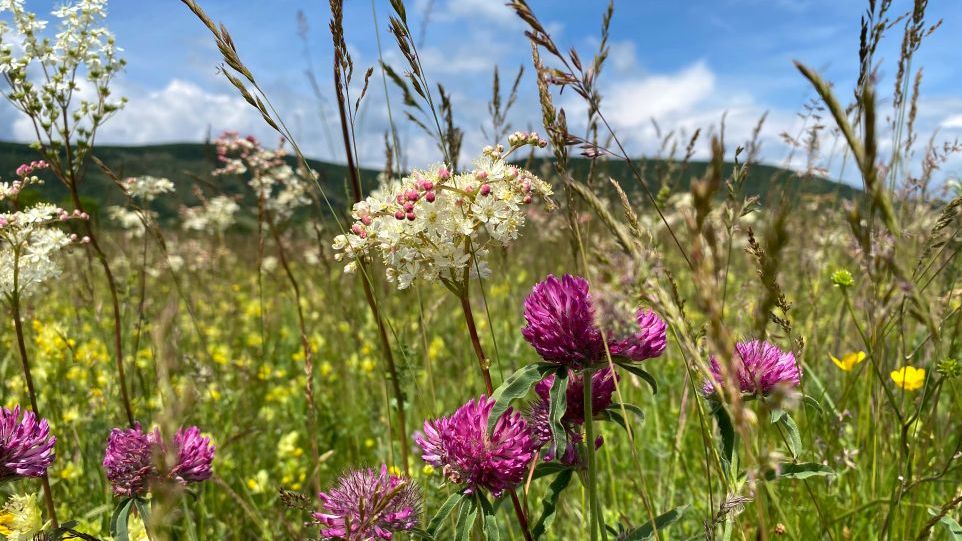 Flower meadow in front of a hilly background.