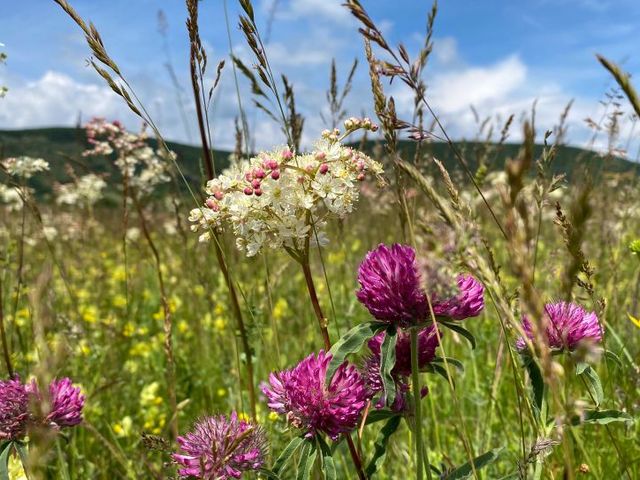 Flower meadow in front of a hilly background.
