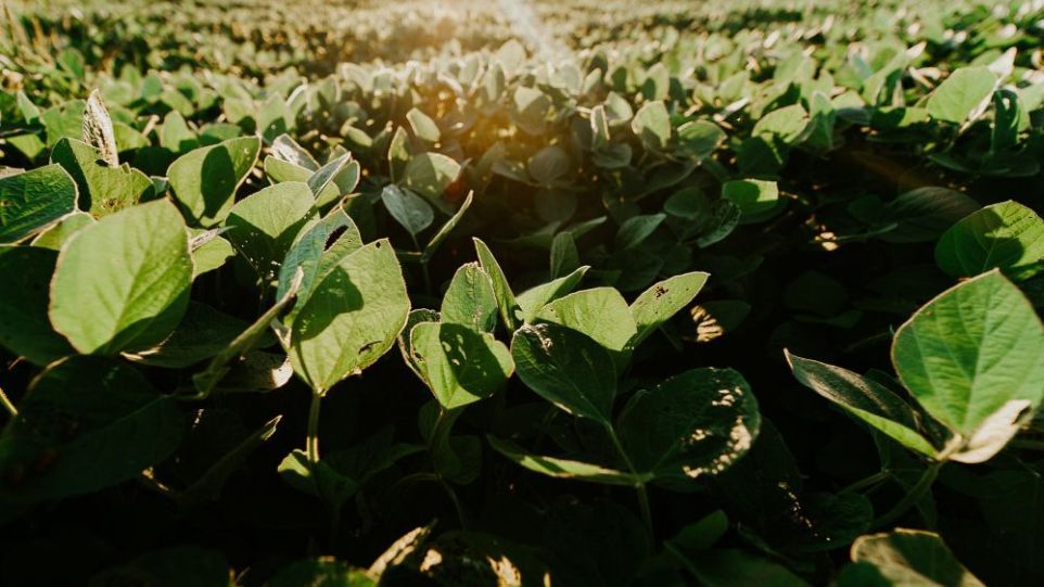 Soy field Soy field