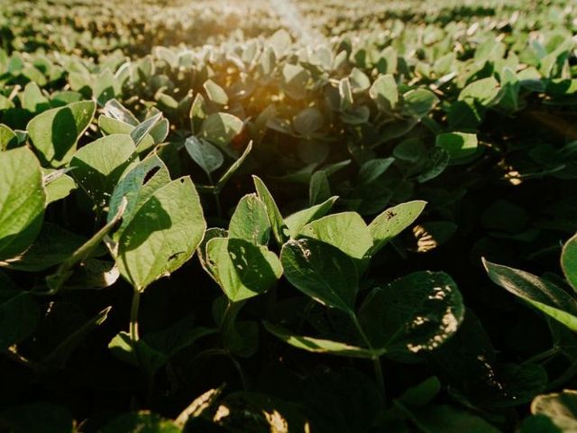Soy field Soy field