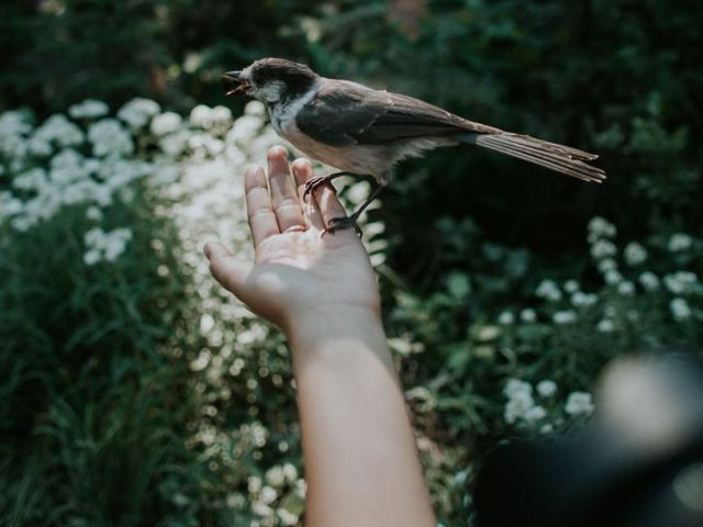Vogel auf einer Hand vor Waldhintergrund