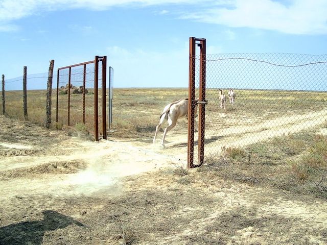 Wildesel laufen durch einen Zaun in die Steppe hinein