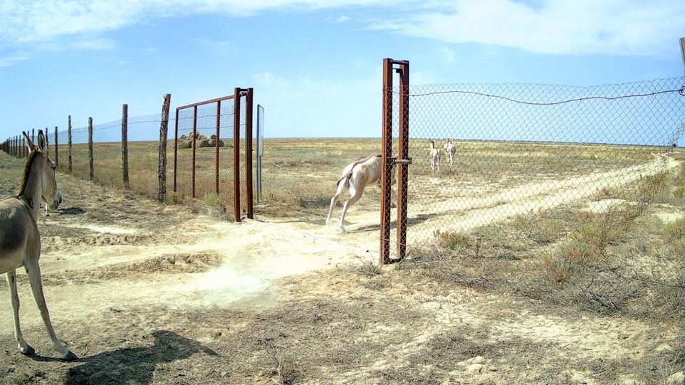 Wildesel laufen durch einen Zaun in die Steppe hinein