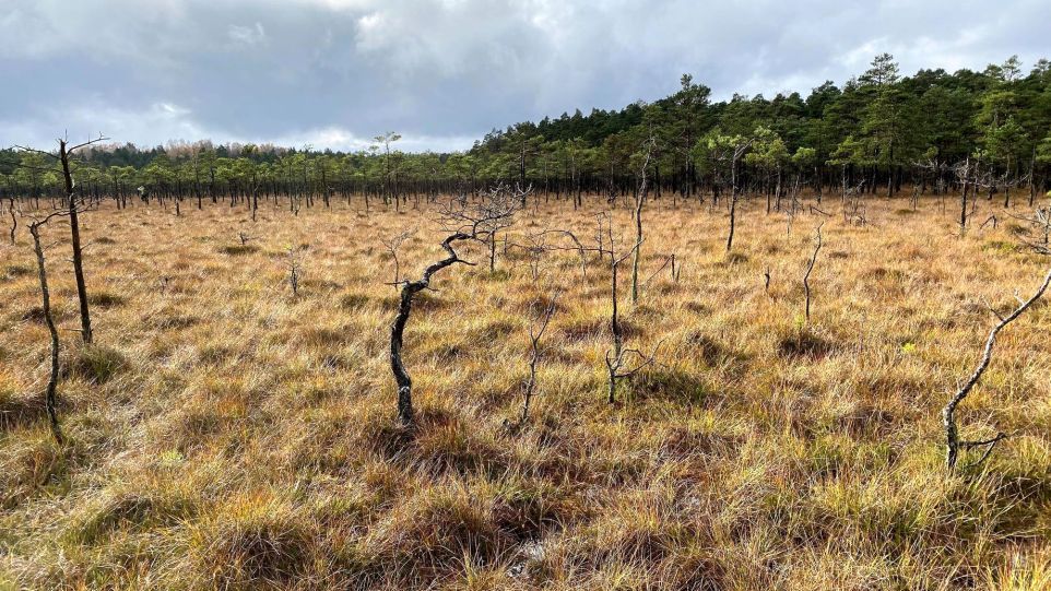 Moor mit verbrannten Baumstümpfen