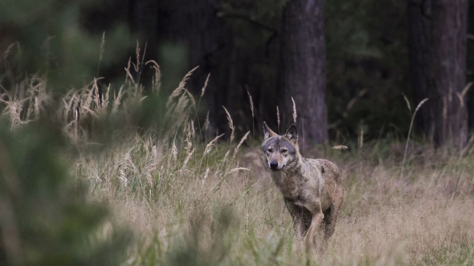Wolf auf einer Lichtung im Wald