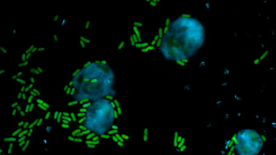 Giftig für Amöben: Pseudomonasbakterien Pseudomonasbakterien