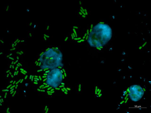Pseudomonasbakterien 