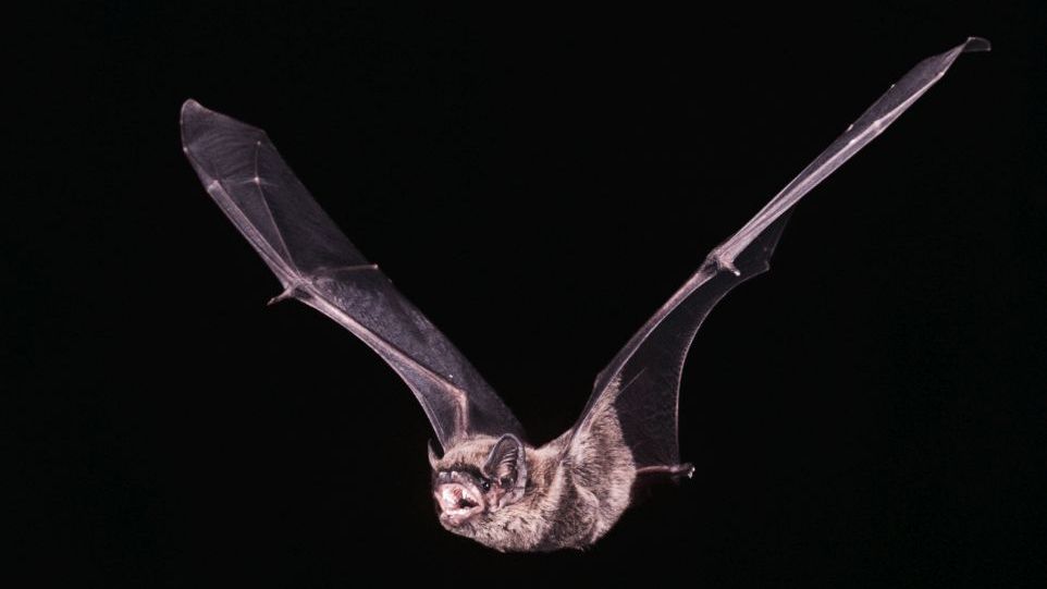 Fledermaus im Flug
