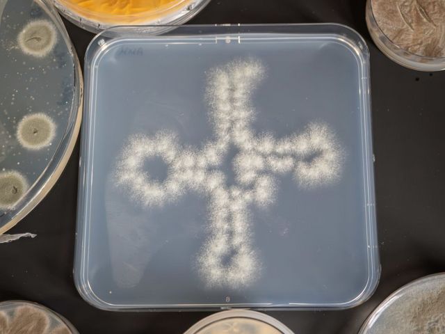 Petrischale mit Pilz