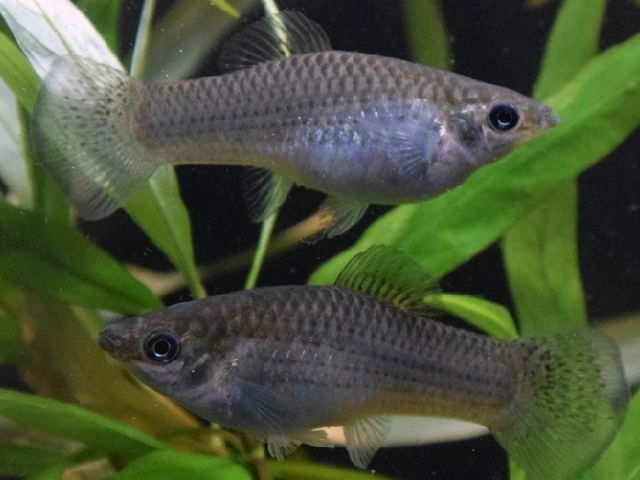 Two identical looking fish