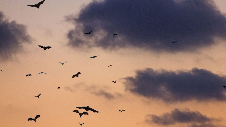 Bats in the evening sky
