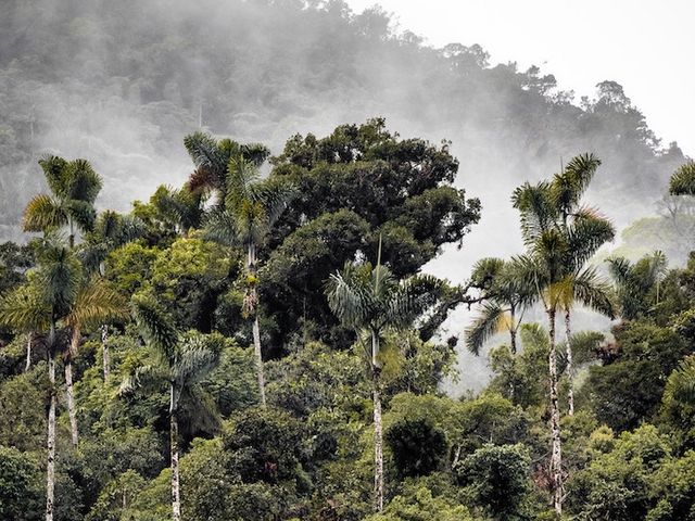 Amazonas-Regenwald