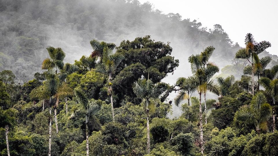Amazonas-Regenwald