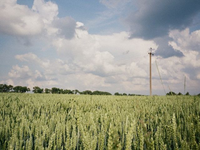 Green wheat field 