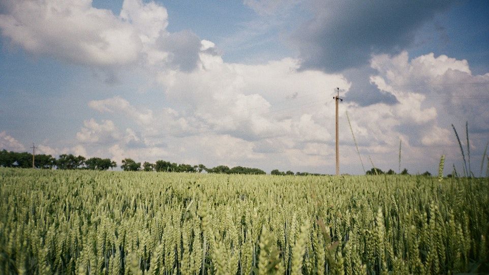 Green wheat field