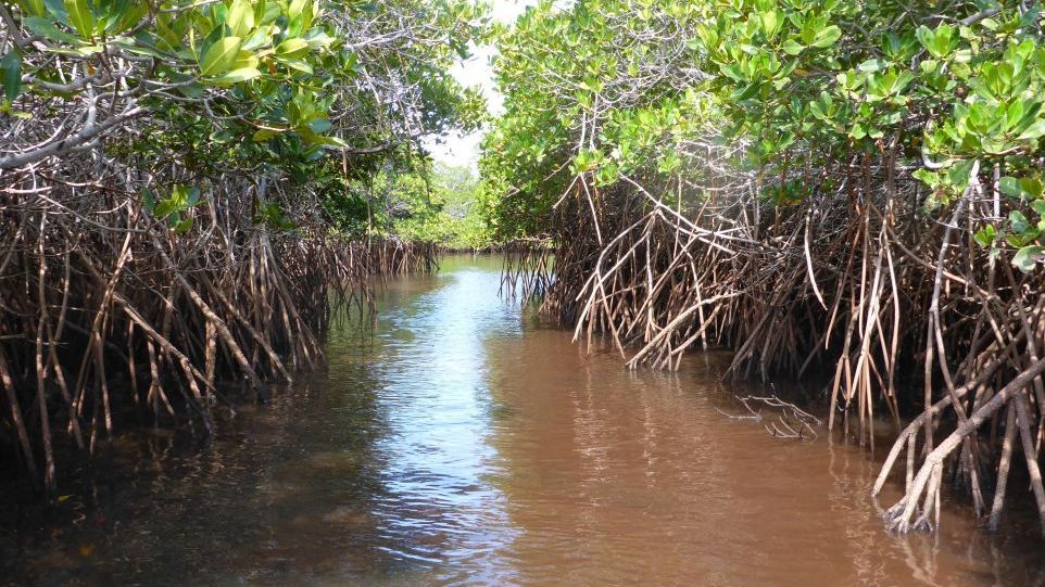 Mangrovenwald am Fluss