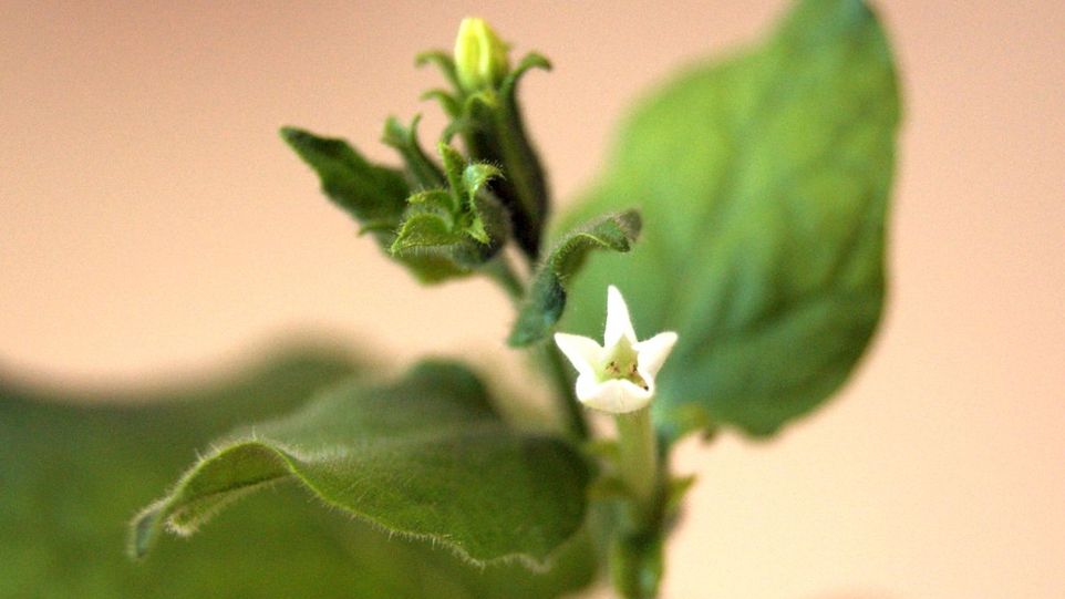 Pflanze mit weißer Blüte