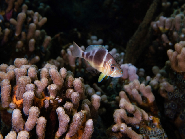 Fisch im Riff