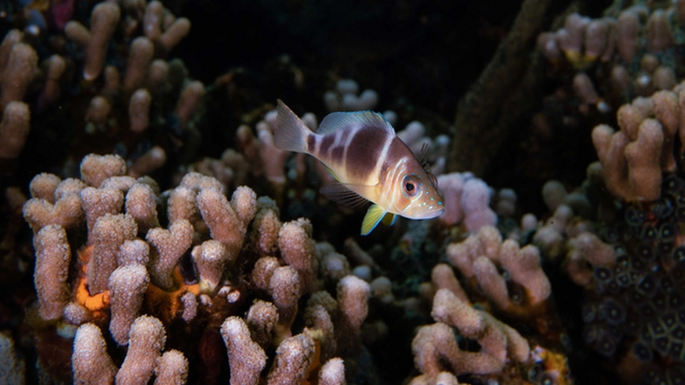 Braunband-Hamletbarsch (Hypoplectrus puella), Bocas del Toro Archipel, Panama Fisch im Riff
