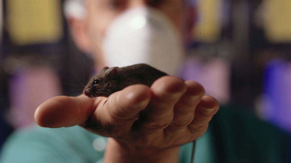 Braune Maus auf der Hand eines Mannes, der eine Mund-Nasen-Maske trägt