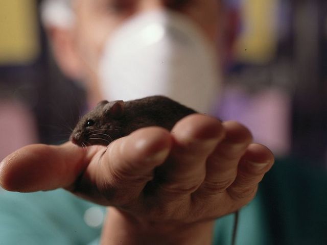 Braune Maus auf der Hand eines Mannes, der eine Mund-Nasen-Maske trägt