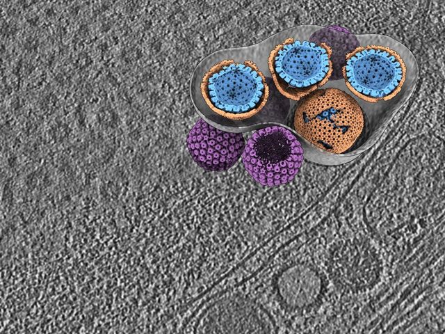 Tomogramm zeigt Austritt eines Herpes-Virus