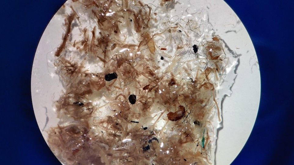 Close-up of sewage sludge