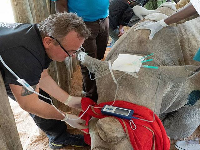 Dr. Frank Göritz und Team behandeln ein betäubtes Breitmaulnashorn.
