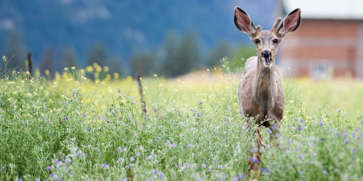 Headerbild