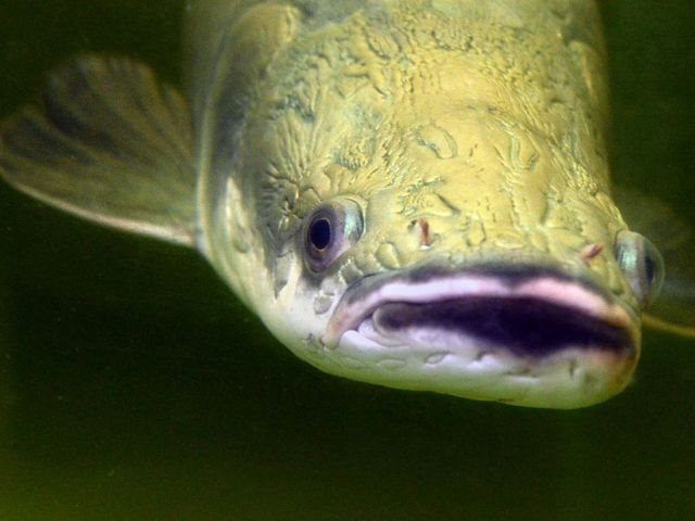 Fish of the "Arapaima" species