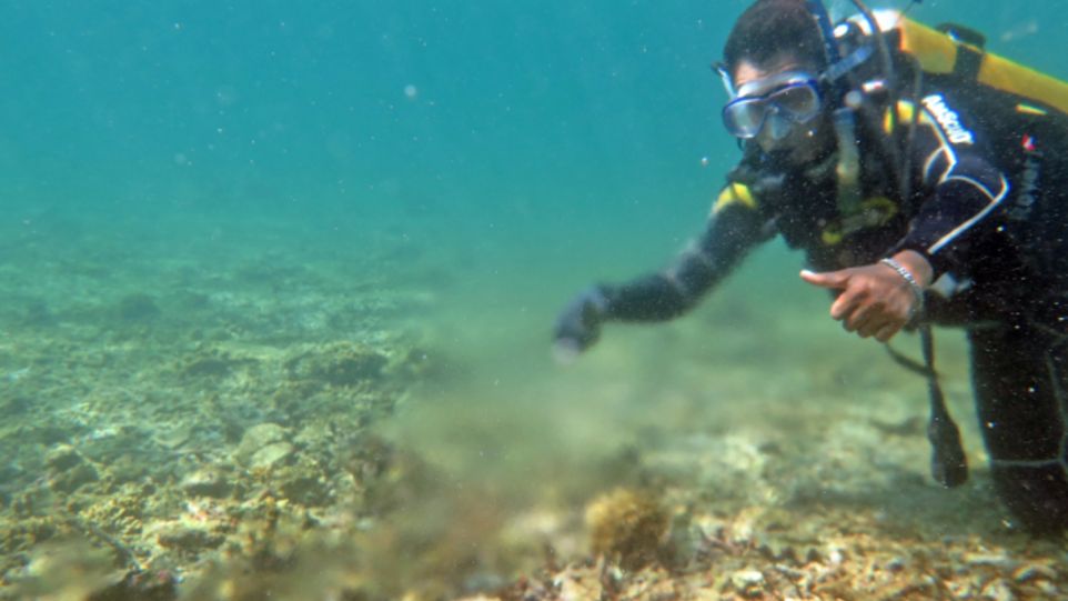 Diver swims on the ocean floor.