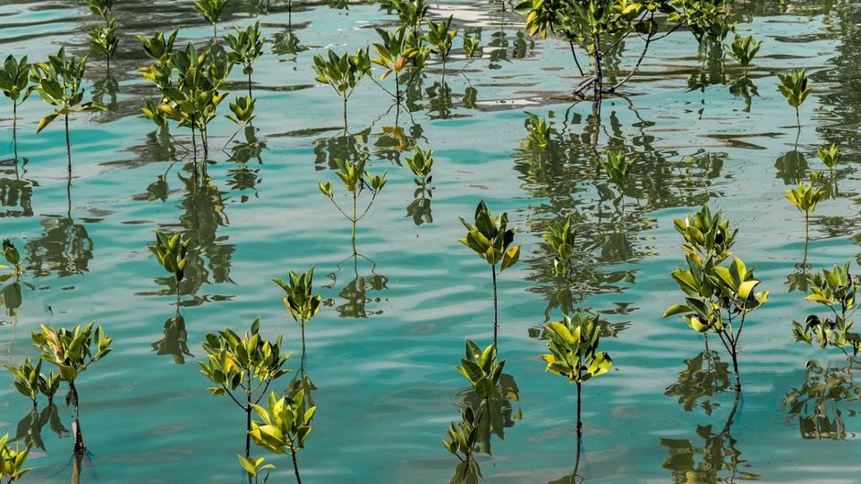Young mangrove plants