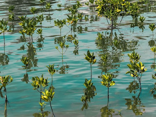 Young mangrove plants