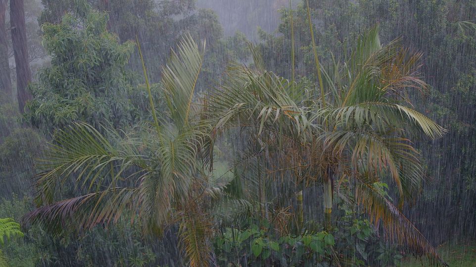 Palmen unter heftigem Monsun