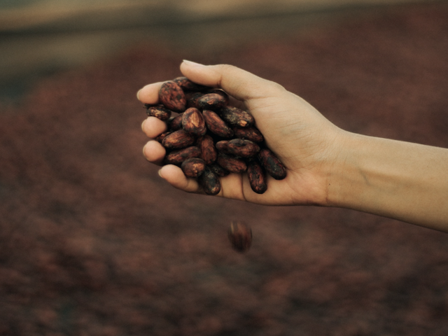 Half-opened hand containing cocoa beans