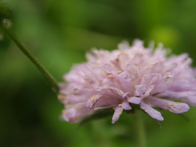 Hellrosa blühender Pilz. 