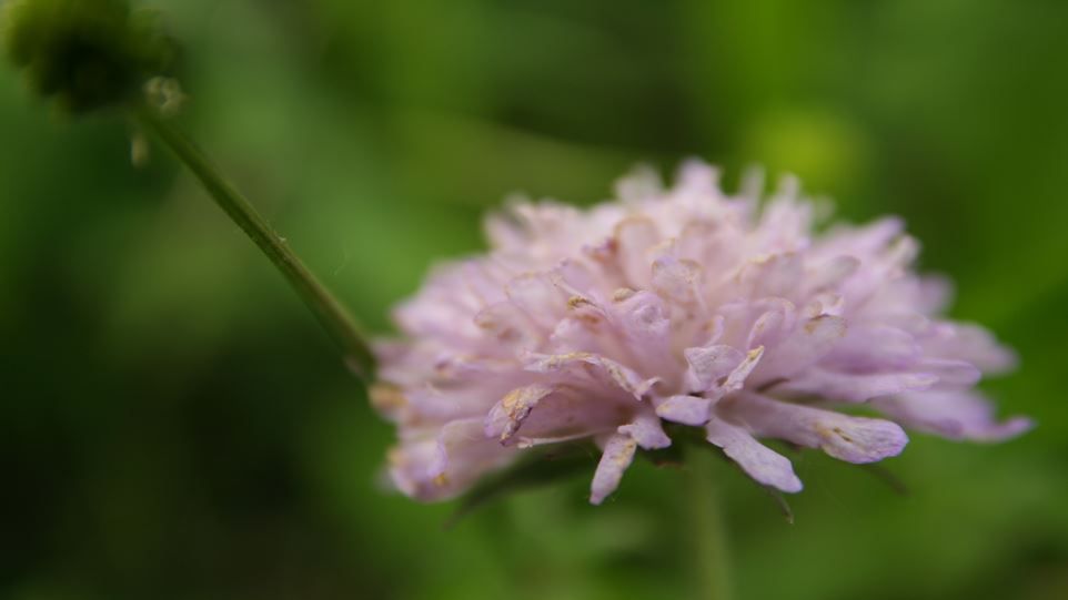 Hellrosa blühender Pilz.