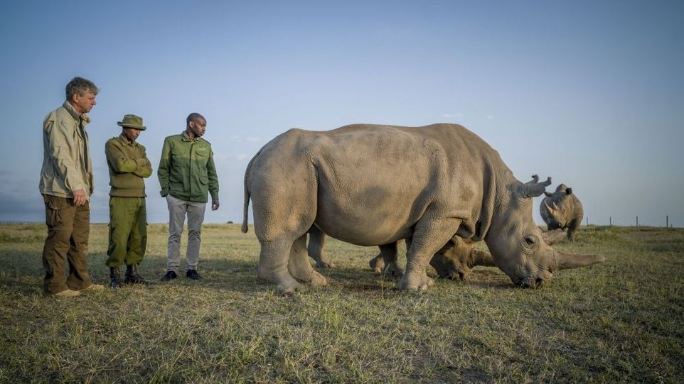 Thomas Hildebrandt mit zwei afrikanischen Kollegen neben zwei Nashörnern auf einer Wiese.