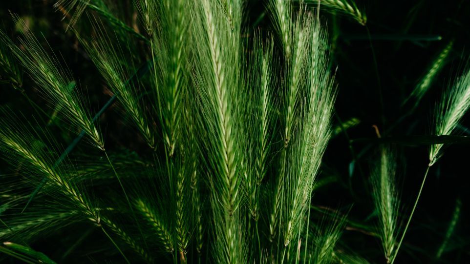 Barley ears
