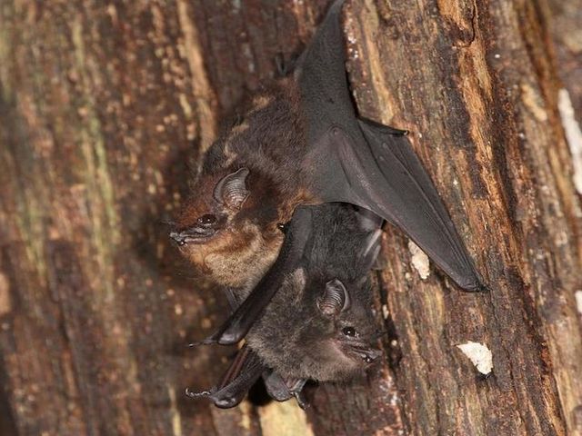 Babbling juvenile of the large bag-winged bat Saccopteryx bilineata