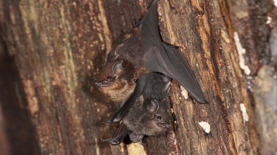 Babbling juvenile of the large bag-winged bat Saccopteryx bilineata